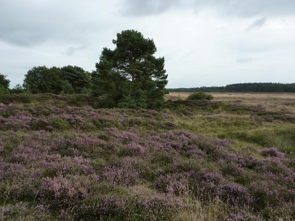 Wapen Van Exloo Eksteriør bilde